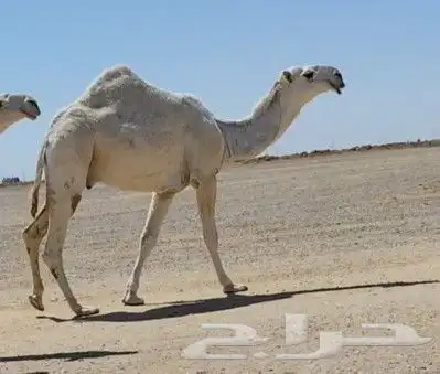 جذع باتلي كفو 0