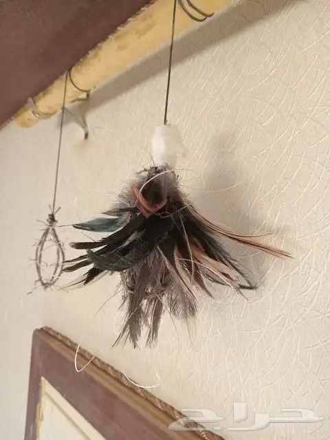 نقل طرح الصقور 1