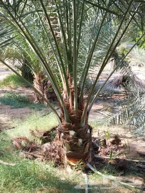زراعه نخيل 5