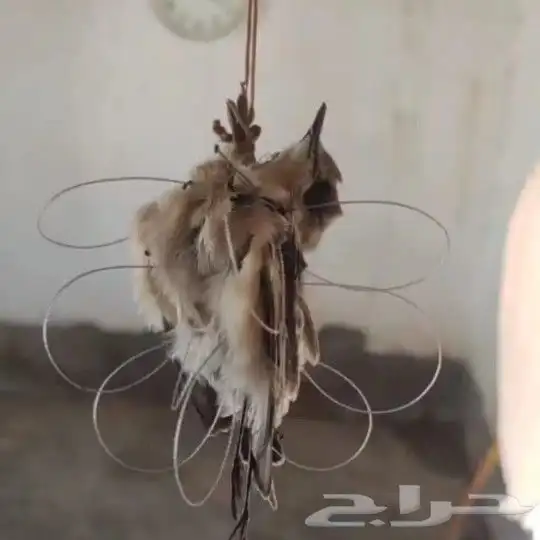 نقل طرح الصقور 4