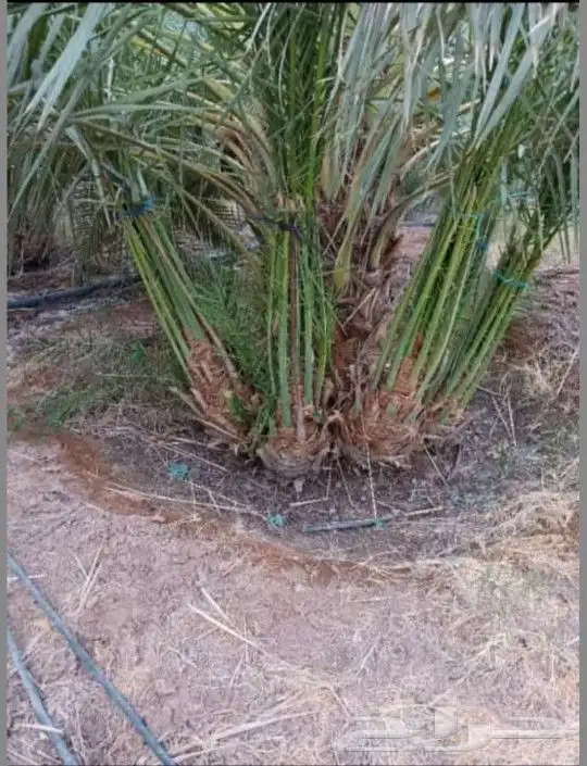 يوجد لدينا جميع انواع النخيل خلاص برحي شيشي صقعي هلالي غر 5