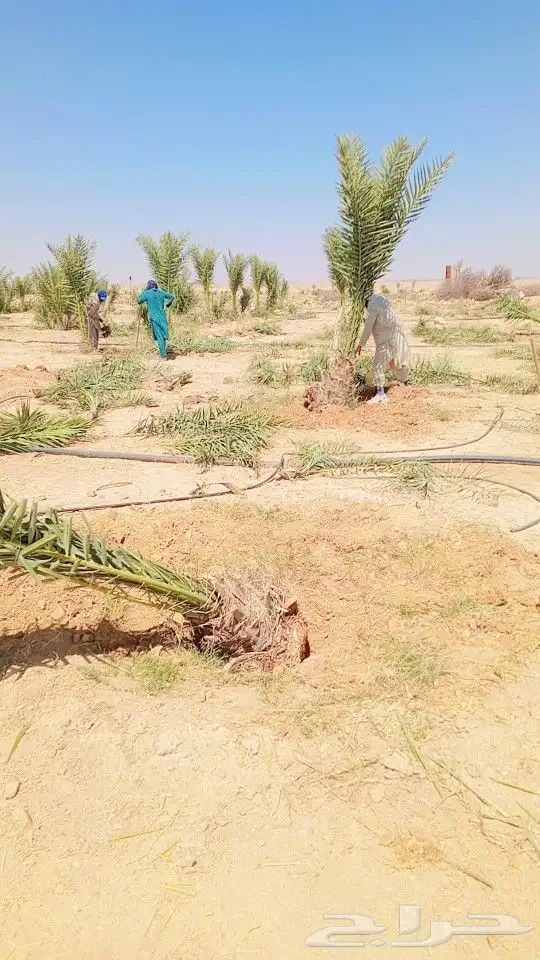 توريد نخل جميع انواع 6