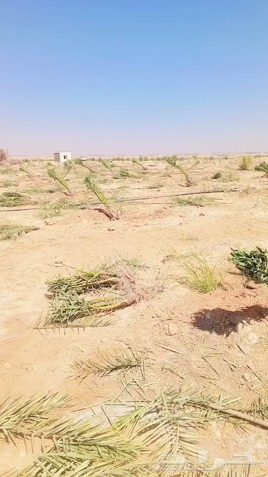 توريد نخل جميع انواع 7