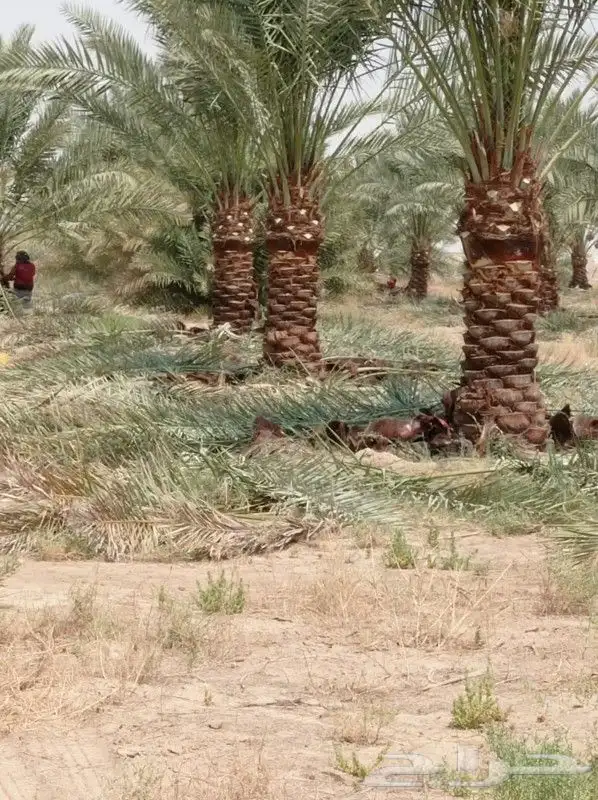 يوجد لدينا جميع انواع النخيل خلاص برحي شيشي صقعي هلالي غر 2