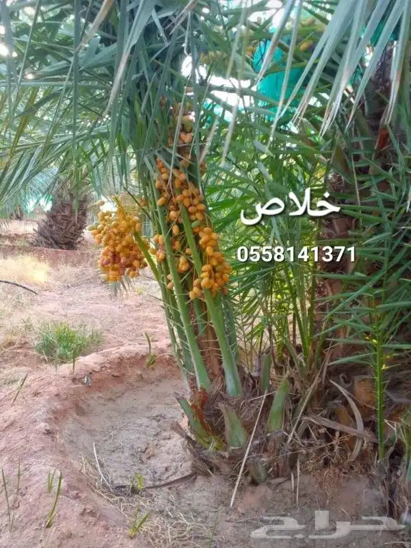 نخيل بجميع انواعه ومقاساته 0