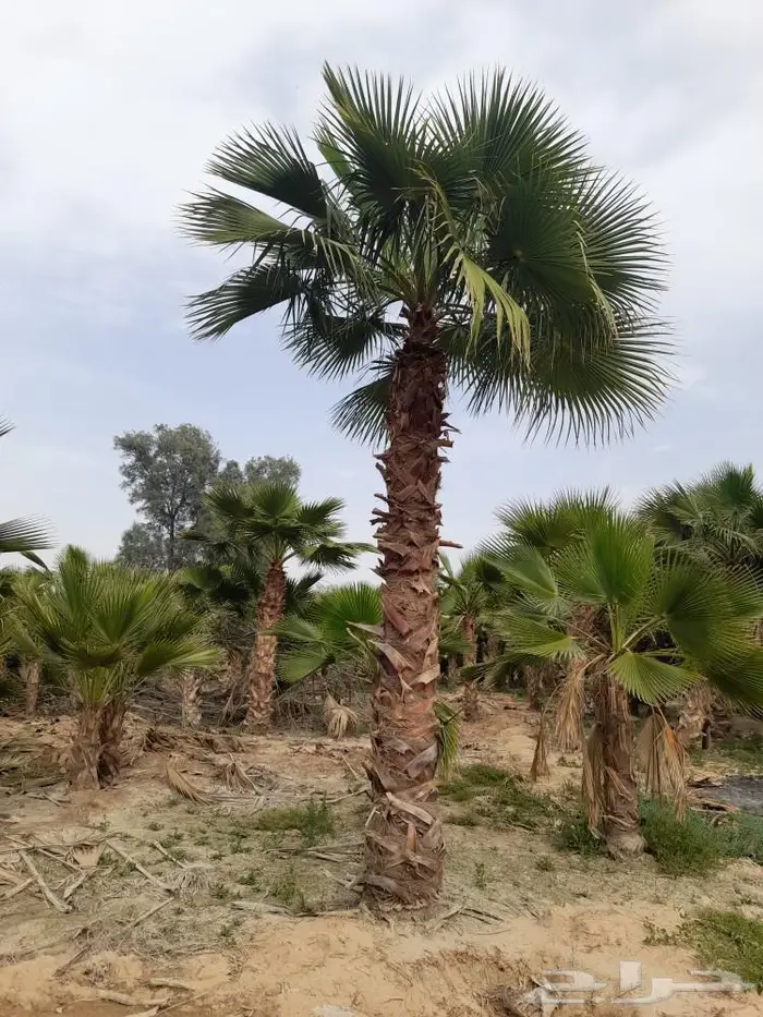 انخل واشنطن زينه الي جميع مناطق المملكه 4
