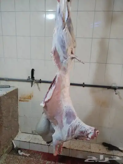 حلال الديرة لبيع الذبايح مع خدمة الذبح والتوصيل حسب طلب العم 1