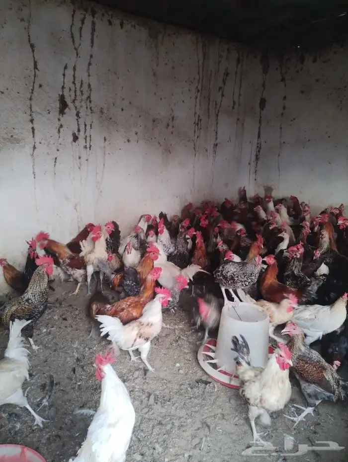 ديوك للبيع الموقع بيش 0