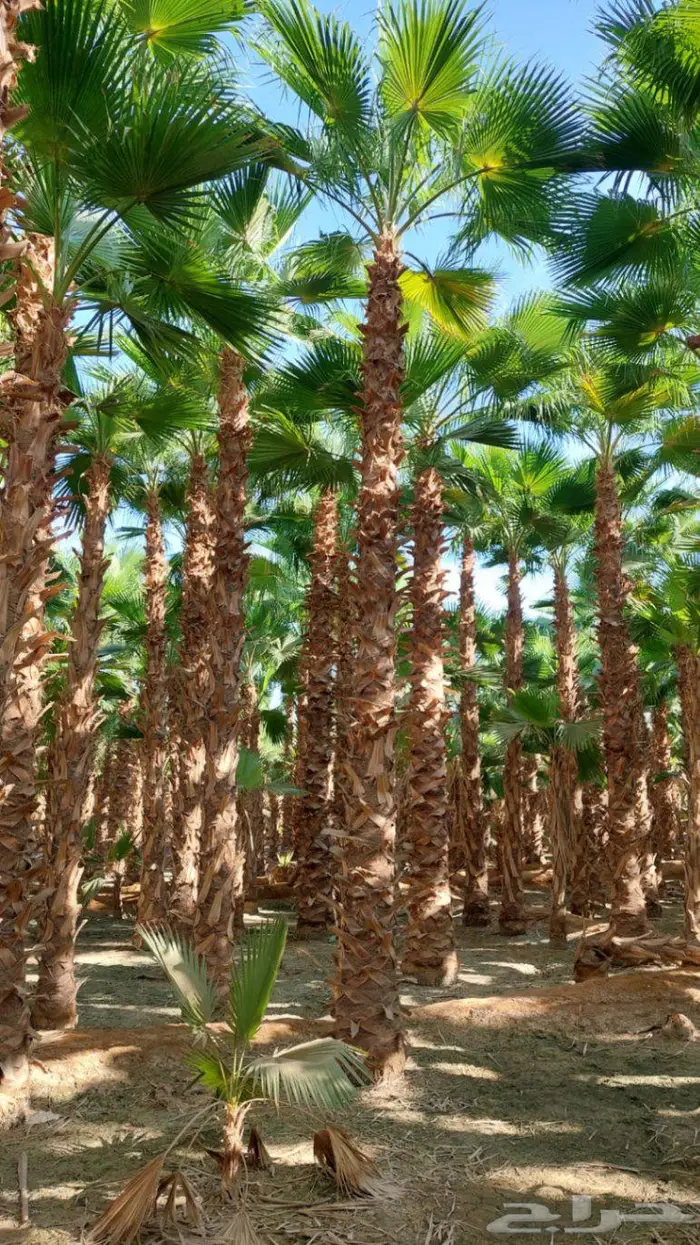 انخل واشنطن زينه الي جميع مناطق المملكه 0