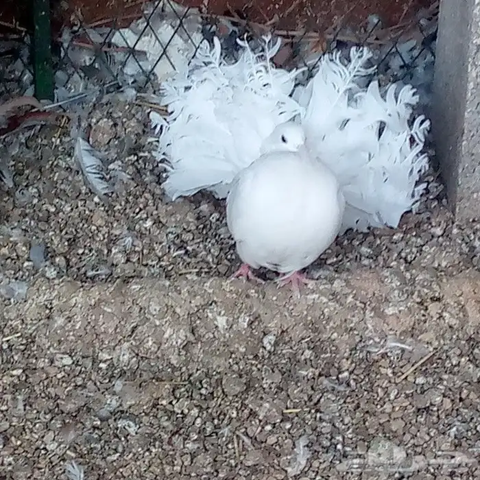 زوج فانتيل ابيض صك تم البيع 1