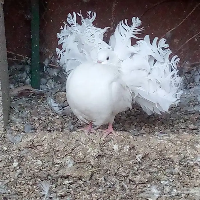 زوج فانتيل ابيض صك تم البيع 0