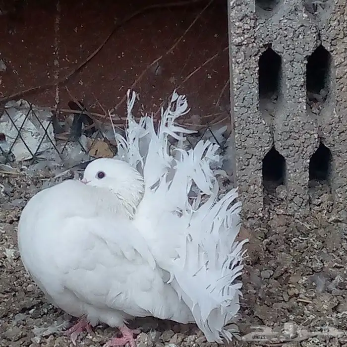 زوج فانتيل ابيض صك تم البيع 3