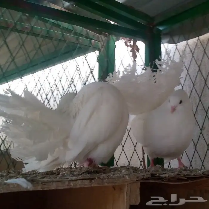 زوج فانتيل ابيض صك تم البيع 6