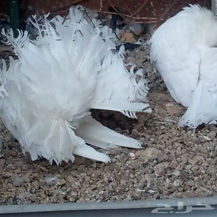 زوج فانتيل ابيض صك تم البيع 2