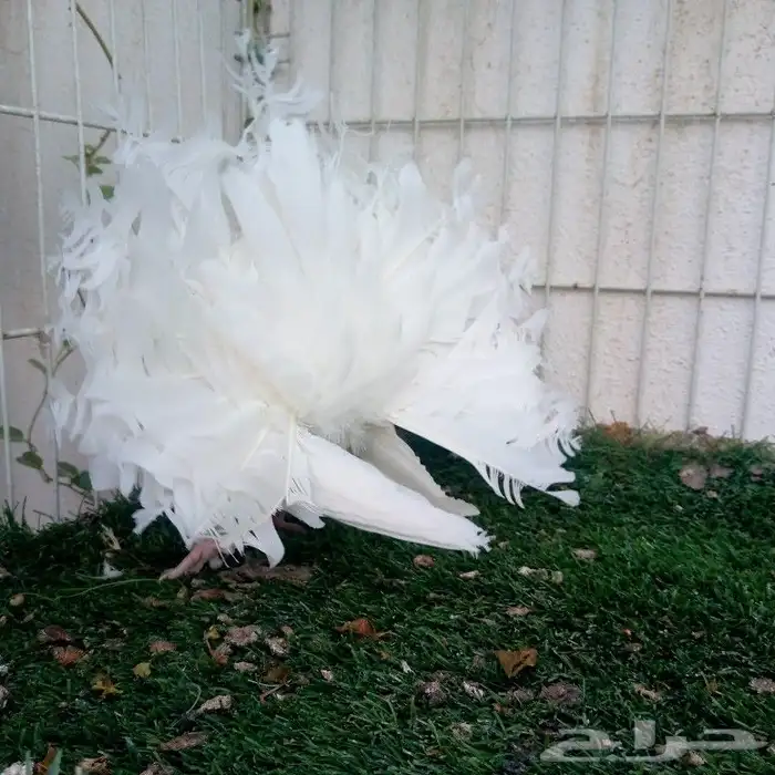 زوج فانتيل ابيض صك تم البيع 4