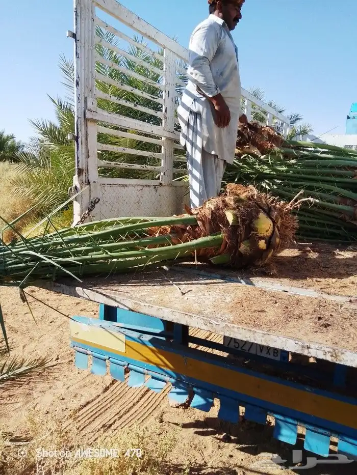 نخل وجثايث القصيم 2