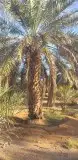 نحنو نقوم بتوريد النخيل العربي ولواشنطنش وزيتون ولحمضيات وتر 1
