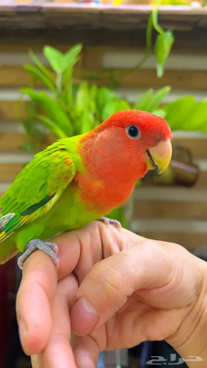 ببغاء روز اليف 6
