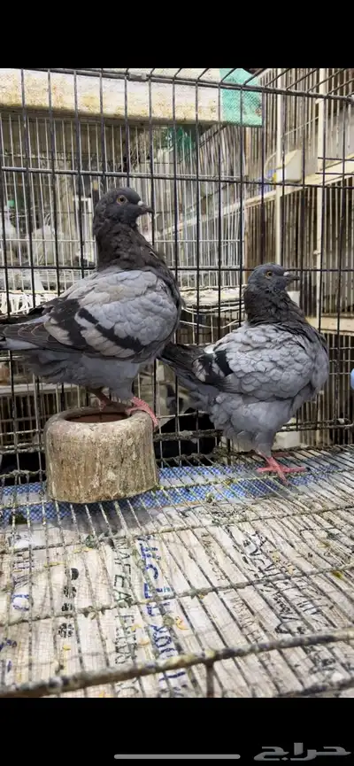طبه كنق مودينا بلو بار. تم البيع 4