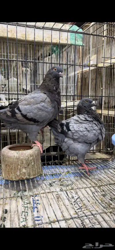 طبه كنق مودينا بلو بار. تم البيع 3