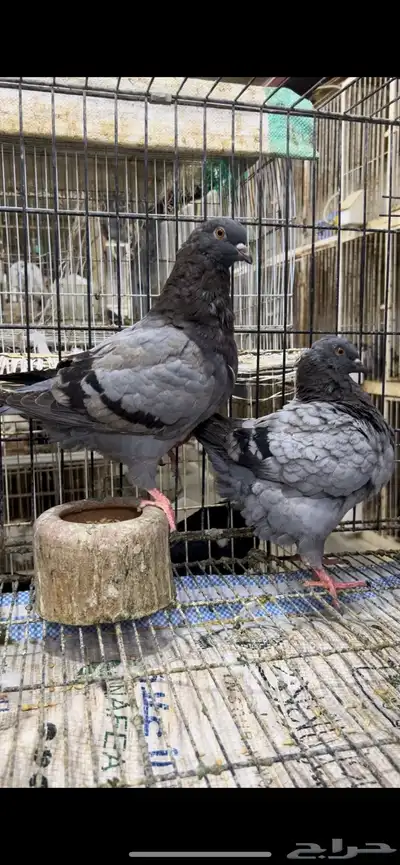 طبه كنق مودينا بلو بار. تم البيع 2