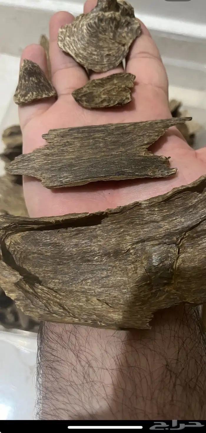 عود سمباوه طبيعي 2