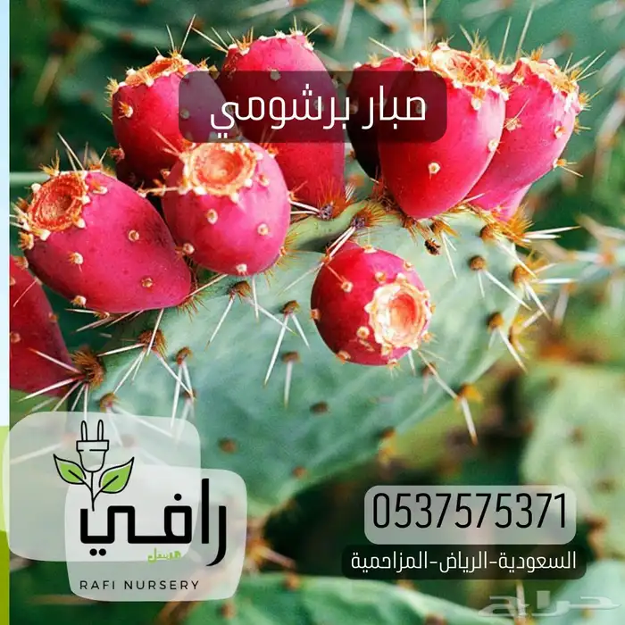 صبار برشومي الافريقي 0