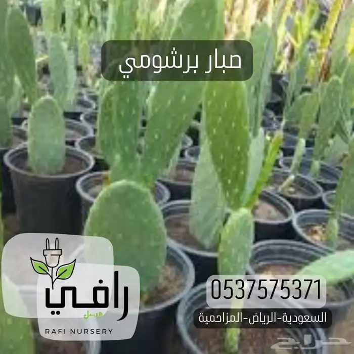 صبار برشومي الافريقي 2