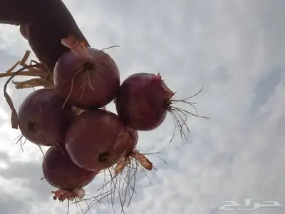 بذور بصل حضرمي 0