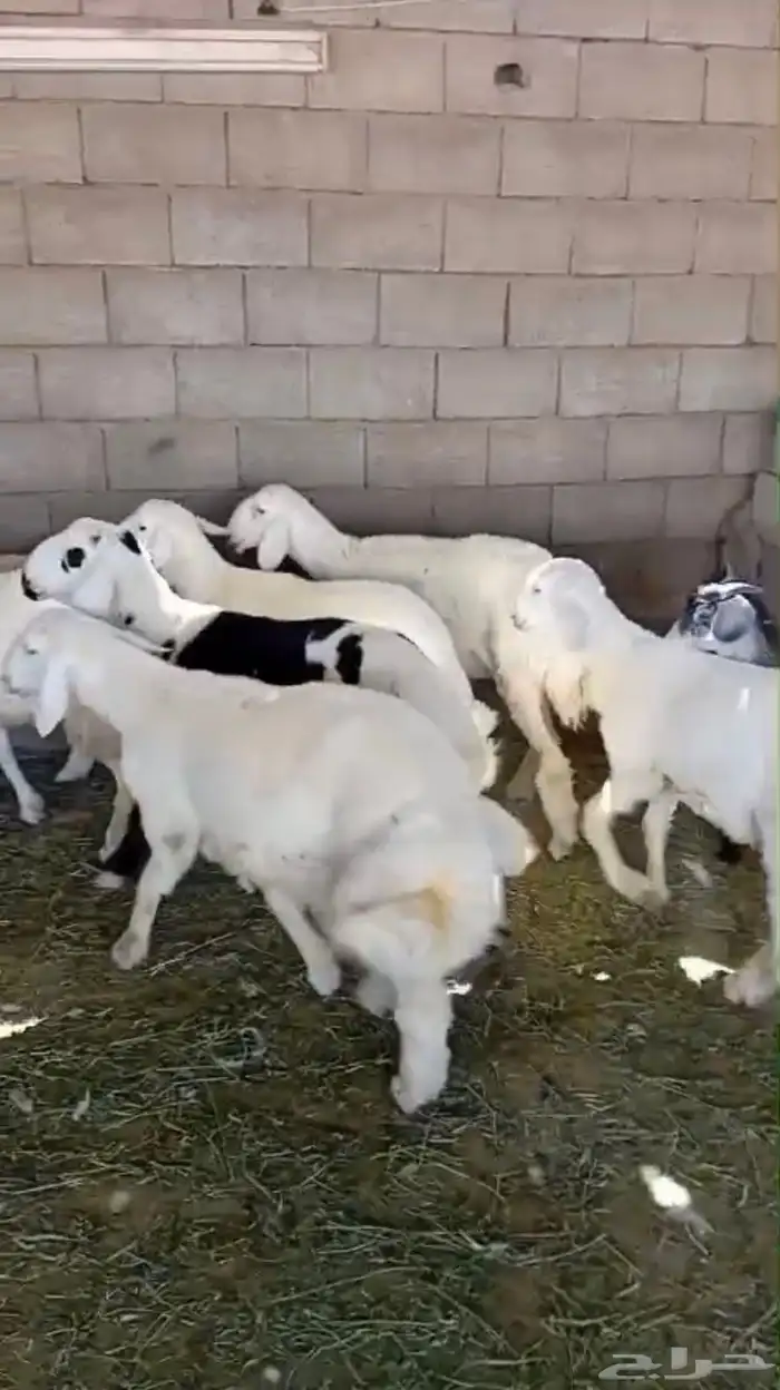 طليان حريه للثلاجة والمناسبات 1