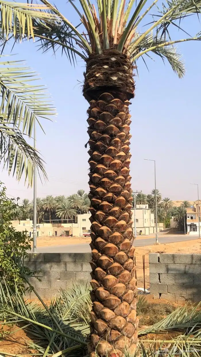 نخيل وسدر وزيتون وشجار زينه 20