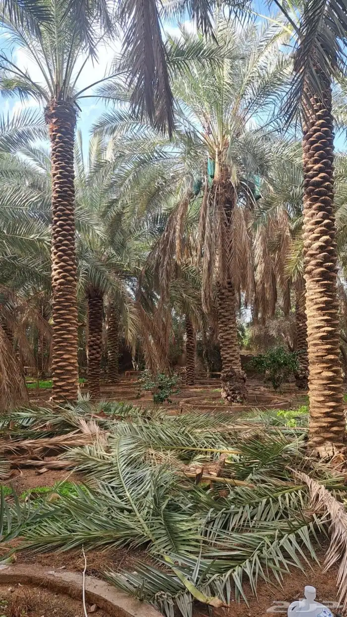 نخيل وسدر وزيتون وشجار زينه 32