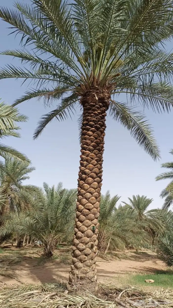 نخيل وسدر وزيتون وشجار زينه 33
