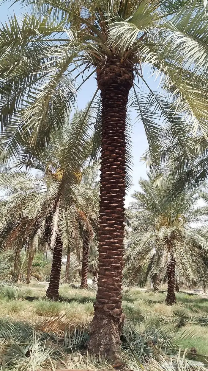 نخيل وسدر وزيتون وشجار زينه 40