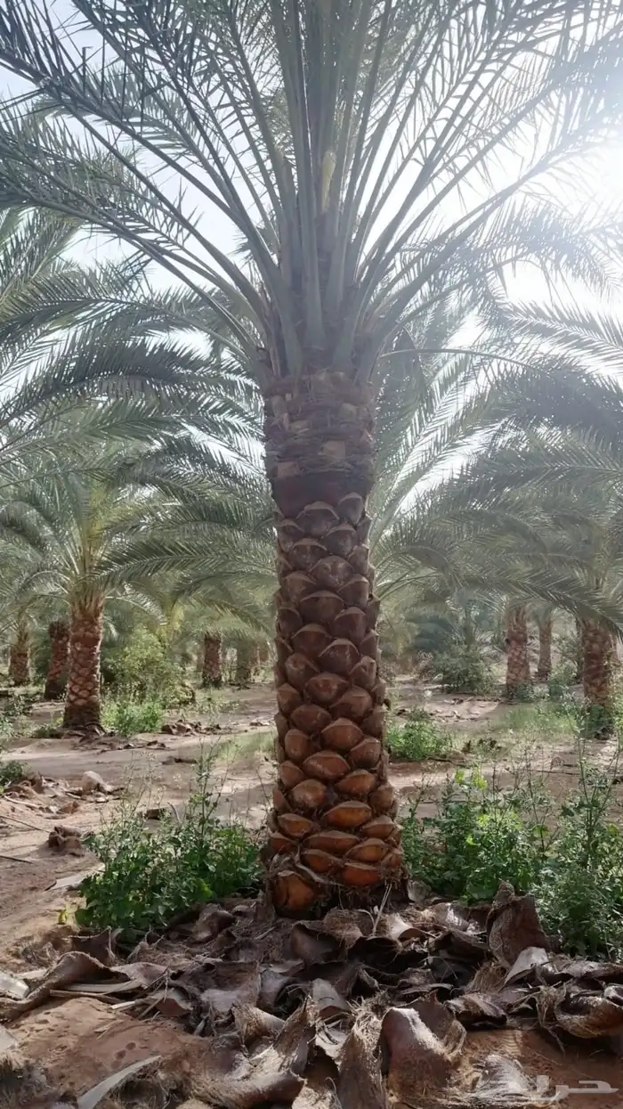نخيل وسدر وزيتون وشجار زينه 10