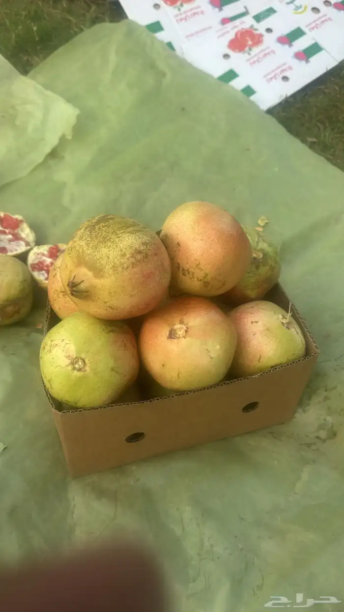 شتلات حماط براون فاخره(بدأ الحجز) ورمان بيده 8