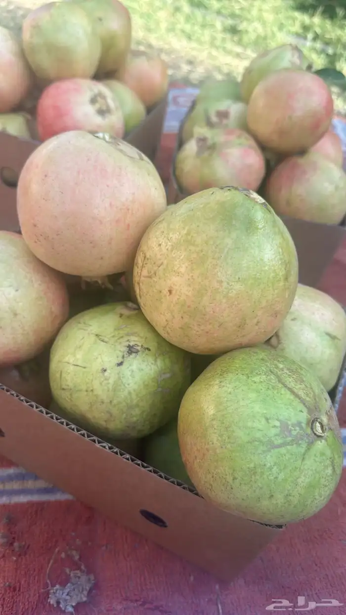 شتلات حماط براون فاخره(بدأ الحجز) ورمان بيده 6