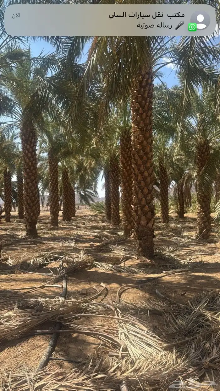 نخيل وسدر وزيتون وشجار زينه 41