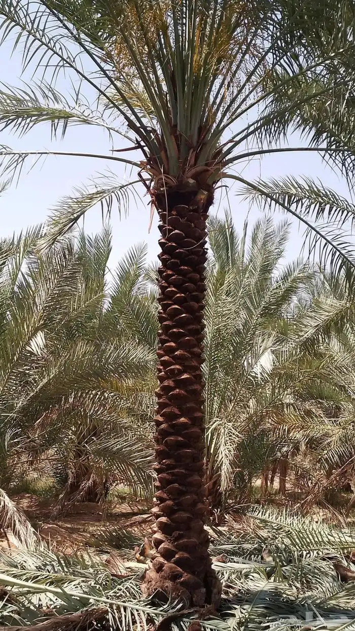 نخيل وسدر وزيتون وشجار زينه 38