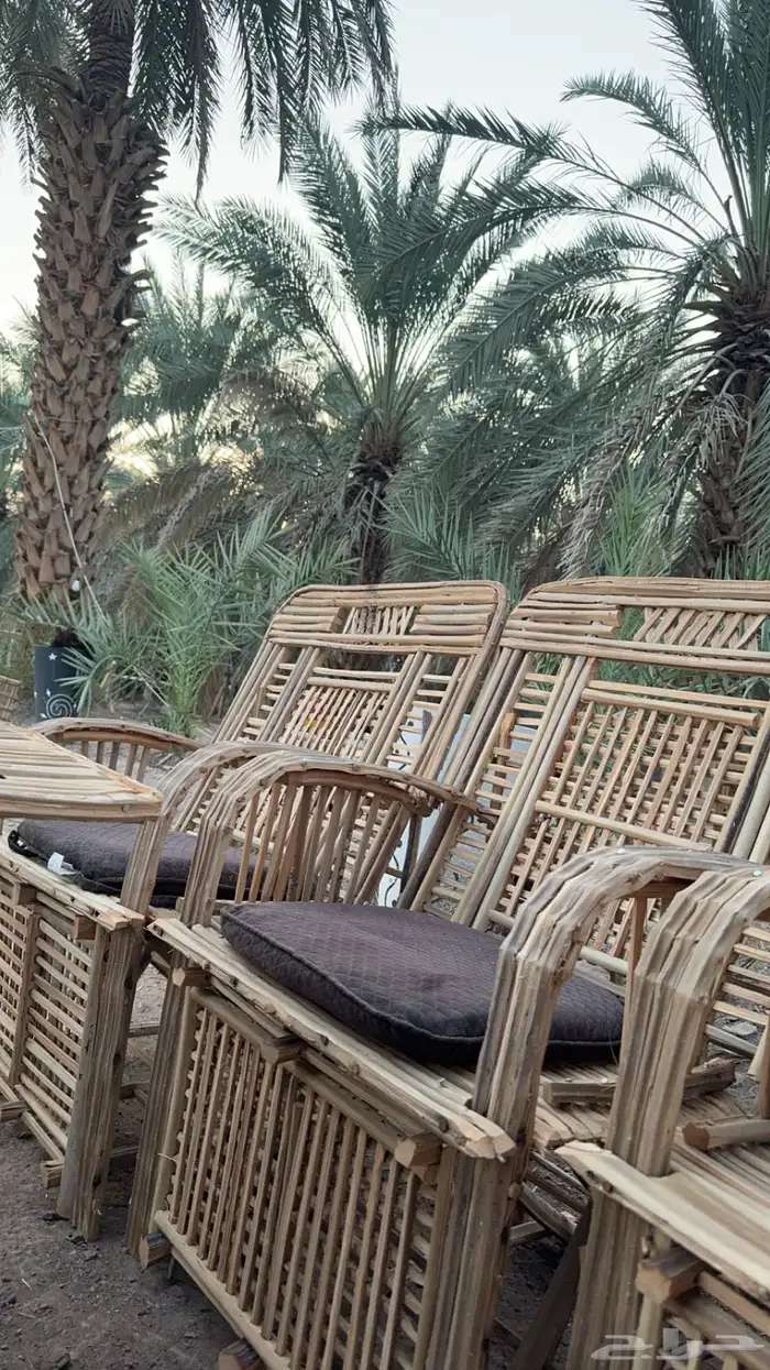 سعف نخيل جريد عسيب 7