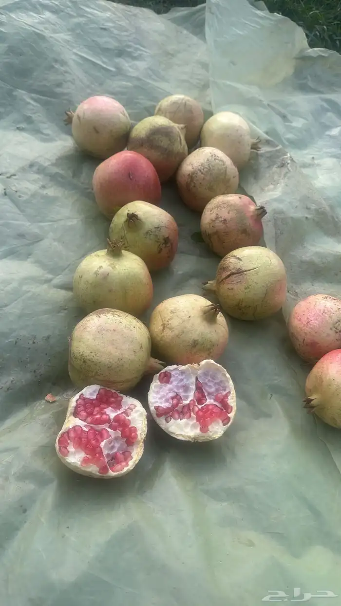 شتلات حماط براون فاخره(بدأ الحجز) ورمان بيده 9