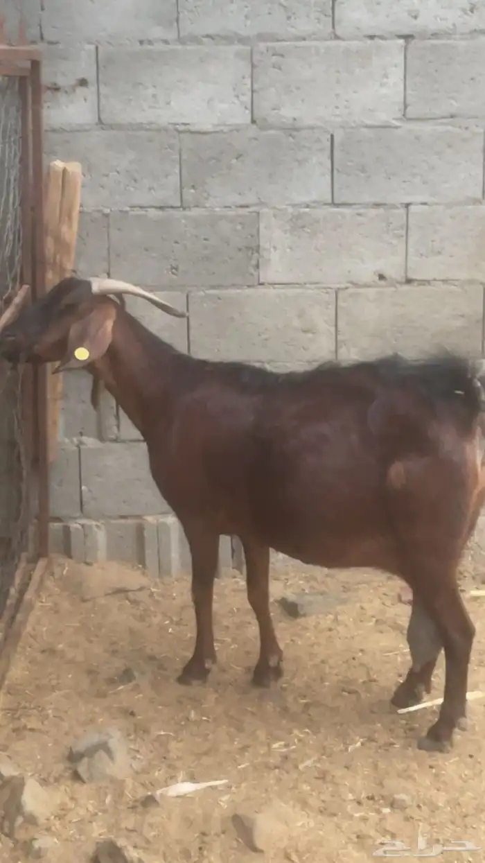 عنز دهما دبسا مطورة جرم( تم البيع ) 2