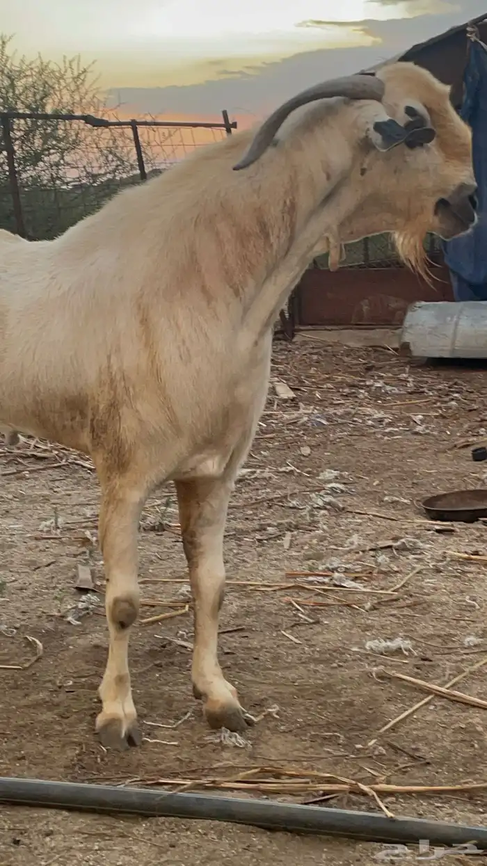 فحل بيشي صنف من مراح معروف 3