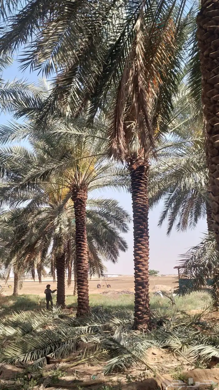 نخيل وسدر وزيتون وشجار زينه 34