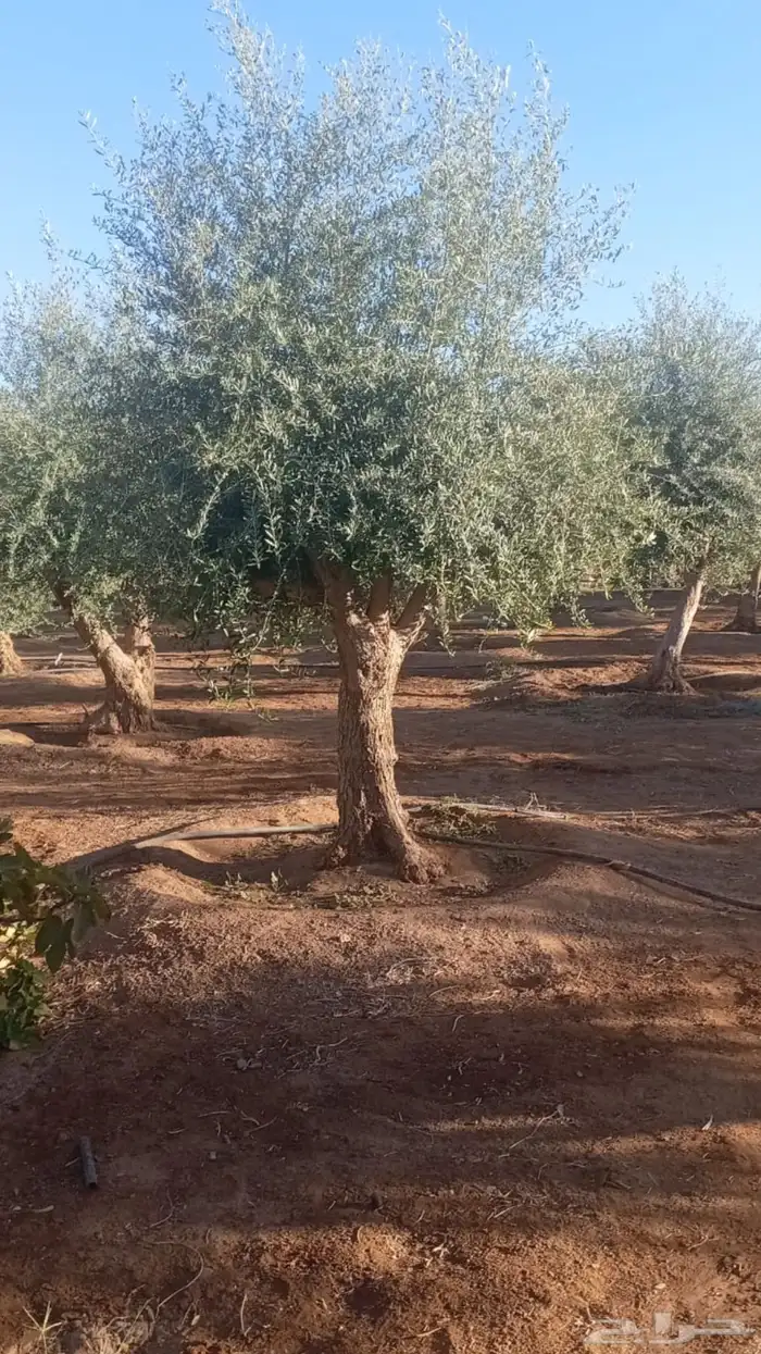 نخيل وسدر وزيتون وشجار زينه 64