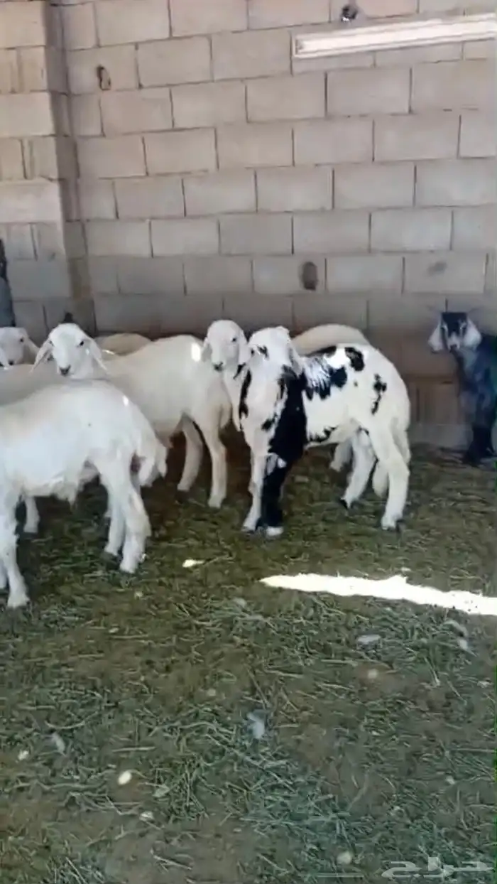 طليان حريه للثلاجة والمناسبات 0