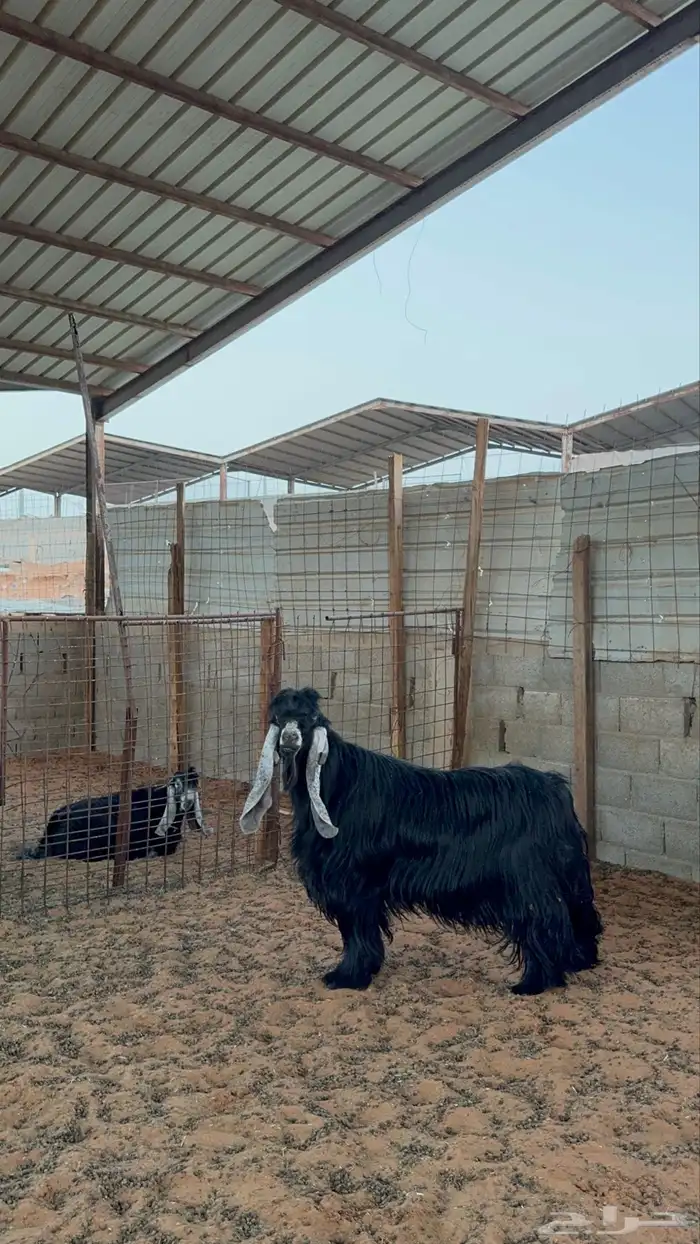 فحل عارضي 11