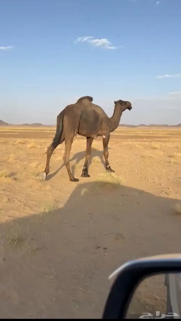قعود مجهم للبيع 0