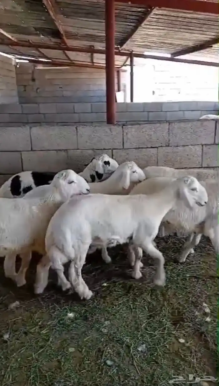 طليان حريه للثلاجة والمناسبات 2