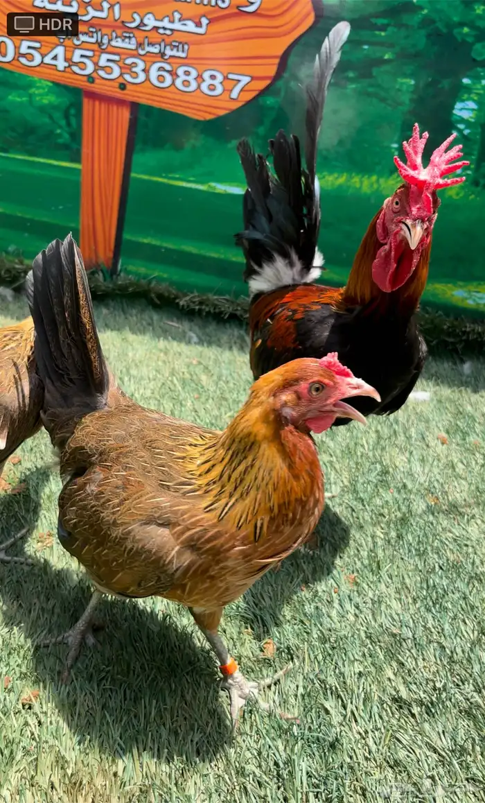 دجاج عربي اصيل ترثه . باديه   فري   دندراوي 13